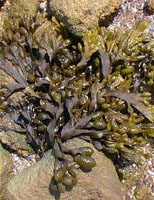 TSA FUCUS VESICULOSUS 50 ML - famajoy.it