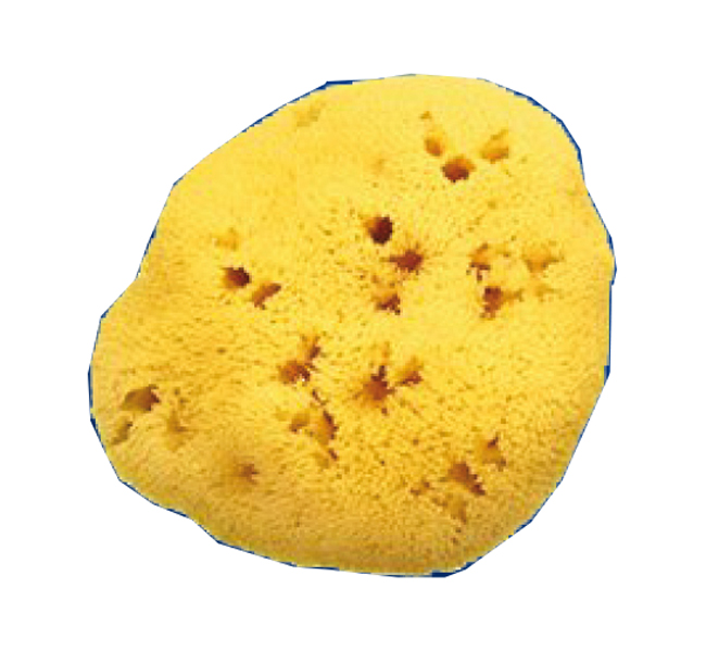 SPUGNA NAT FORI L 10/11CM 7 - famajoy.it